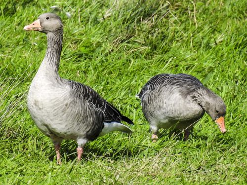 greylag goose goose water bird