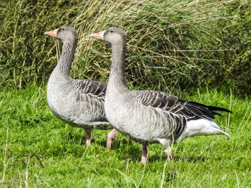 greylag goose goose water bird