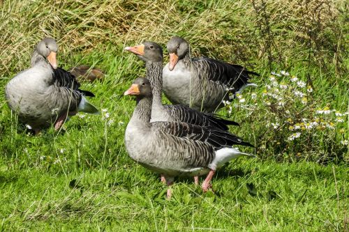 greylag goose goose water bird