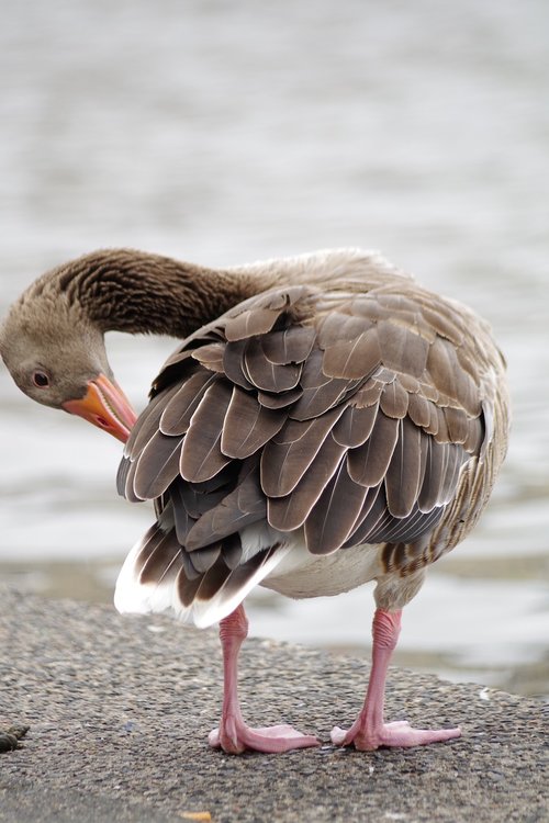 greylag goose  swan  water bird