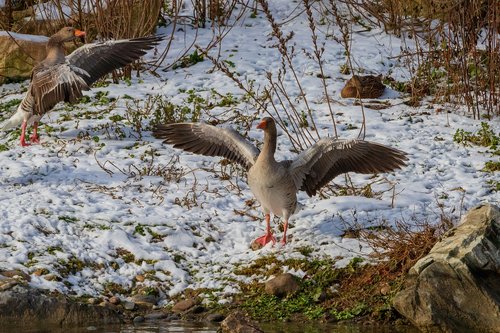 greylag goose  goose  bird