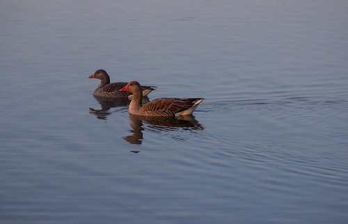 greylag goose  goose  bird on water