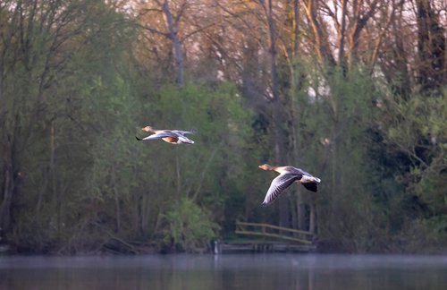 greylag goose  goose  bird in flight