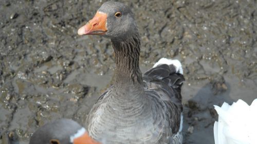 greylag goose goose domestic goose