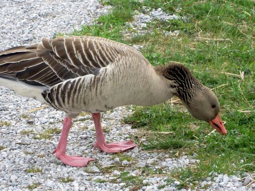 greylag goose grass eat