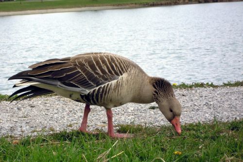 greylag goose grass eat