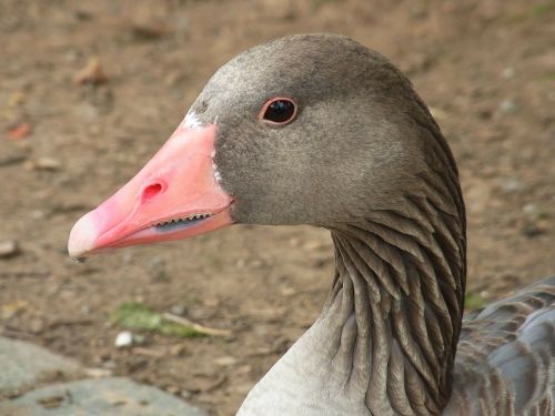 greylag goose anser anser goose