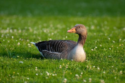 greylag goose goose anser anser