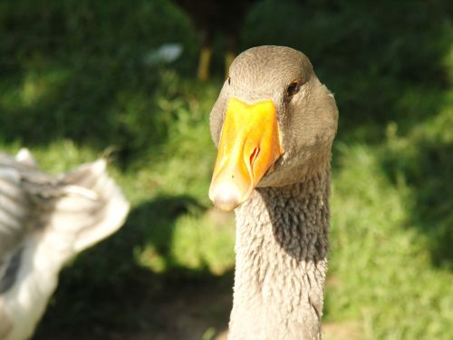 greylag goose goose animal