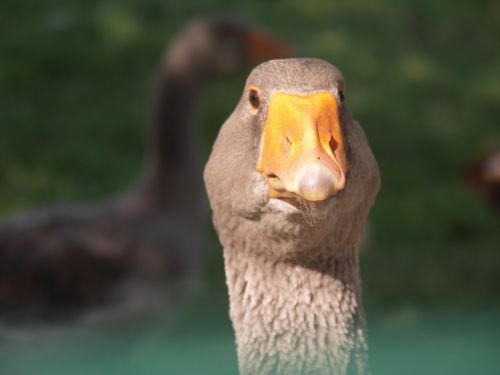 greylag goose goose animal