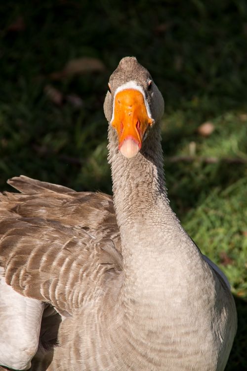 greylag goose goose bird