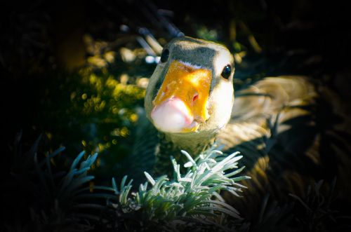 Greylag Goose