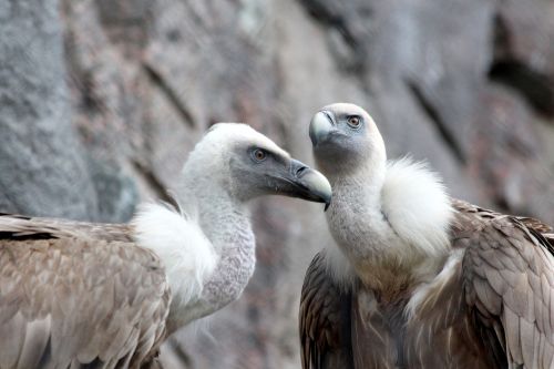 griffon vulture birds gyps fulvus