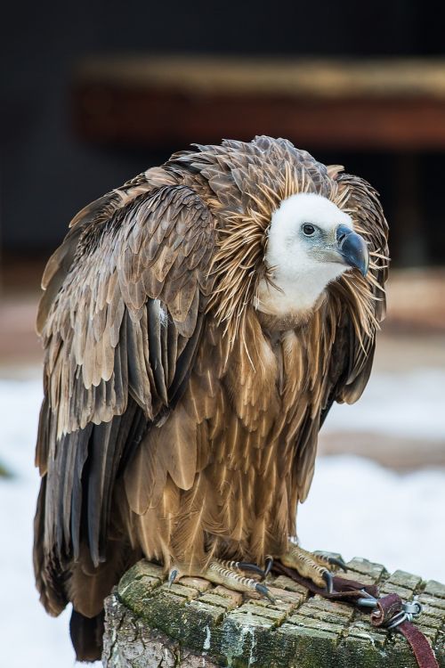 griffon vulture vulture bird of prey