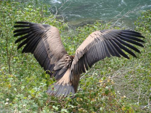 griffon vulture bird of prey lumbier