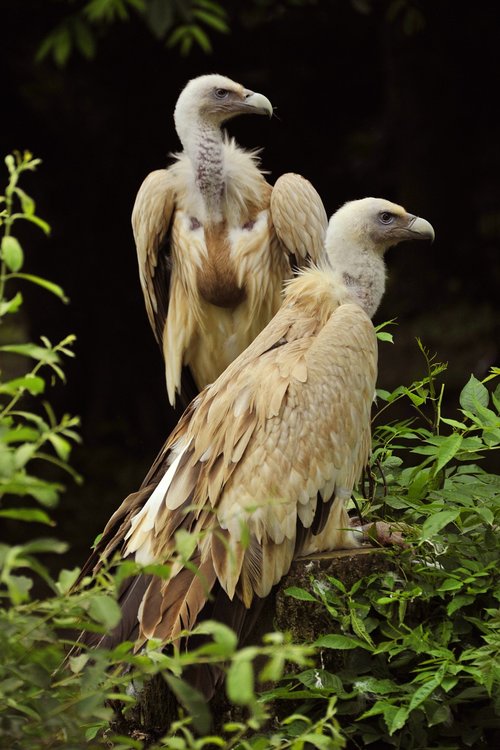 griffon vulture  raptor  birds