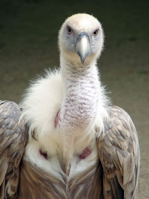 griffon vulture vulture griffon