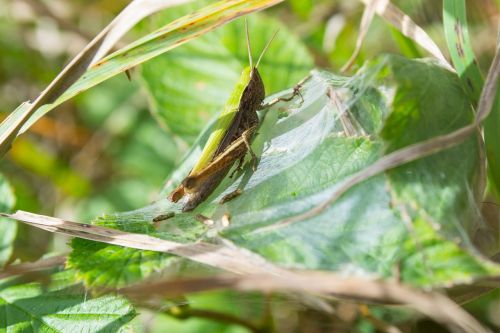 grille green insect