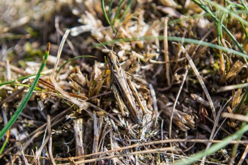 grille grass insect