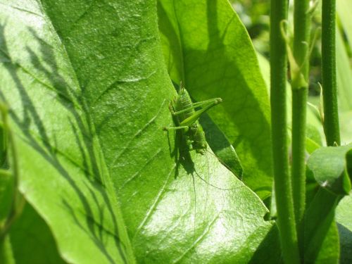 grille grasshopper green