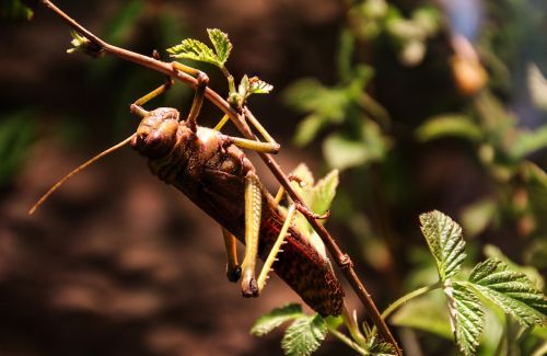 grille grasshopper insect