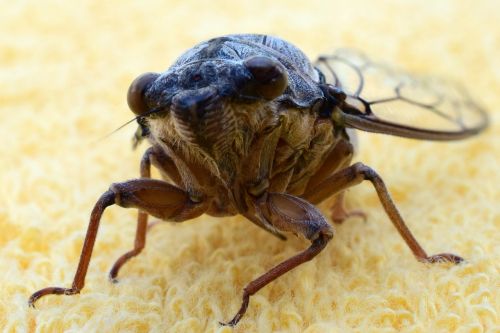 grille cicada nature