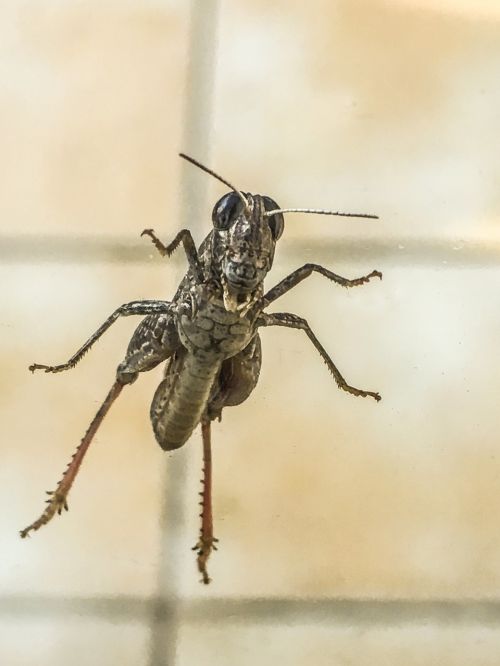 grillo cricket insecto