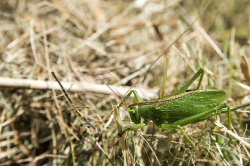 grillo green campaign