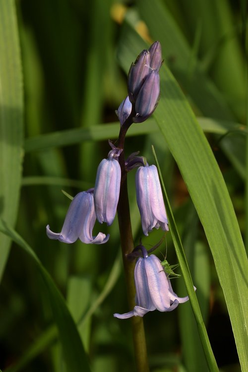 grillo  insect  flower