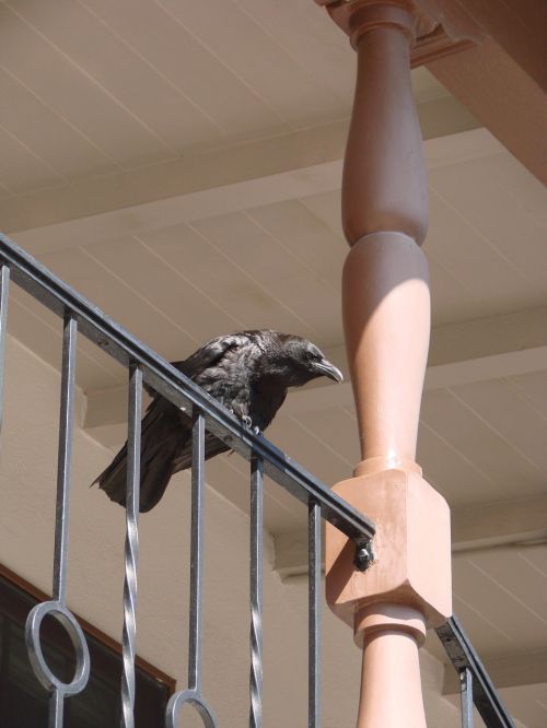 grim raven bird