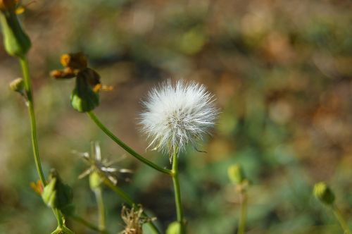 grinder dandelion plant