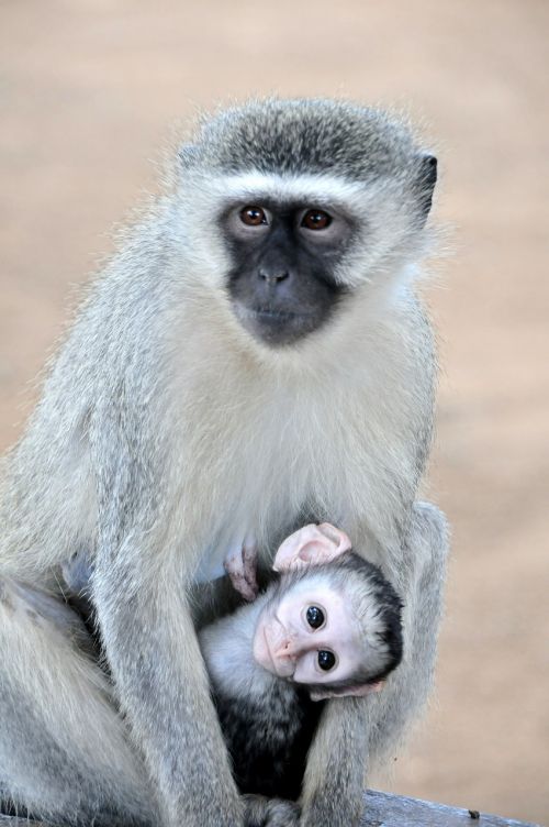grivet monkey south africa kruger park