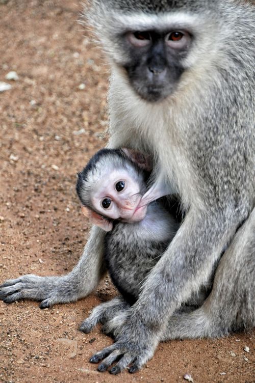 grivet monkey south africa kruger park