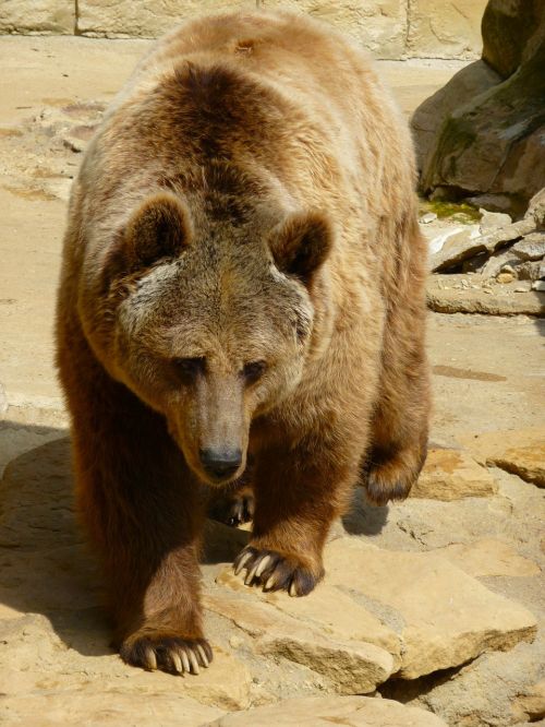 grizzly bear wild