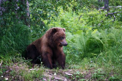 grizzly animals bear