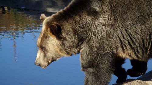grizzly bear canada wildlife