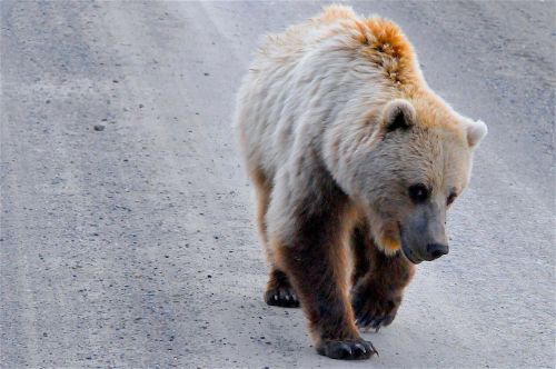 grizzly bear alaska grizzly