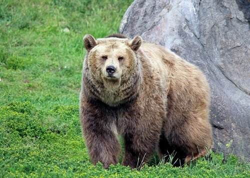 grizzly bear  bear  grizzly