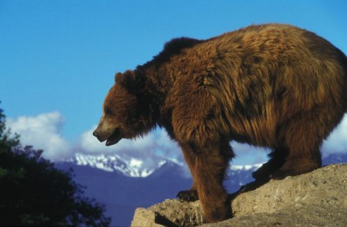 grizzly bear animal nature