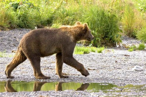 grizzly bear cub walking