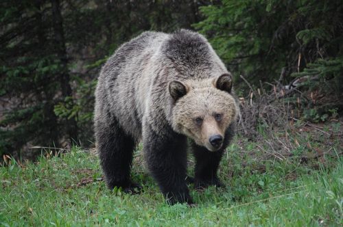 grizzly bear wildlife bear