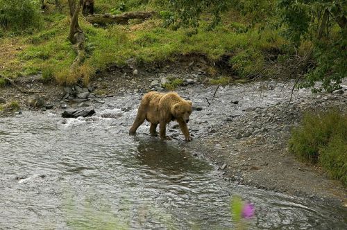 grizzly bear walking wildlife