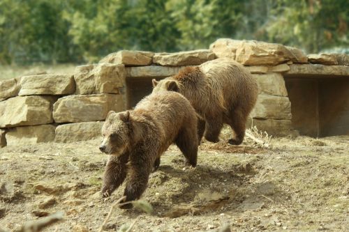 Grizzly Bears Playing 1