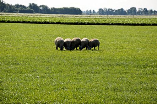 Group Of Sheep