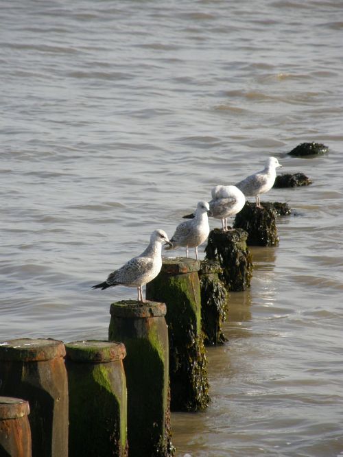 groins sea seagull