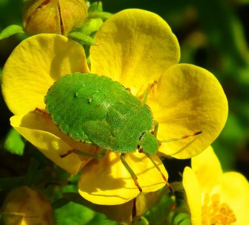 Green Bug