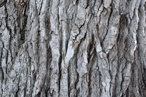 grooved pine bark old tree plant