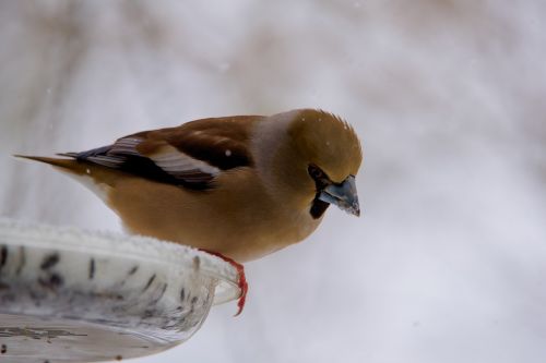 gros bec casse-core bird fauna