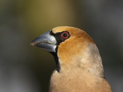 grosbeak  fink king  songbird