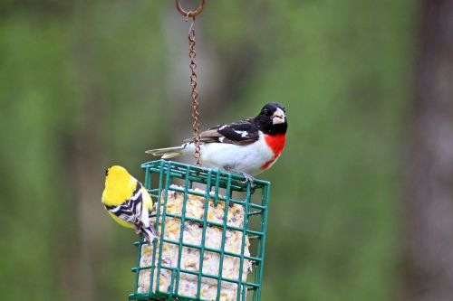 gross beak finch suet